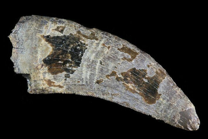 Bargain, Tyrannosaur (Nanotyrannus) Tooth - South Dakota #81337